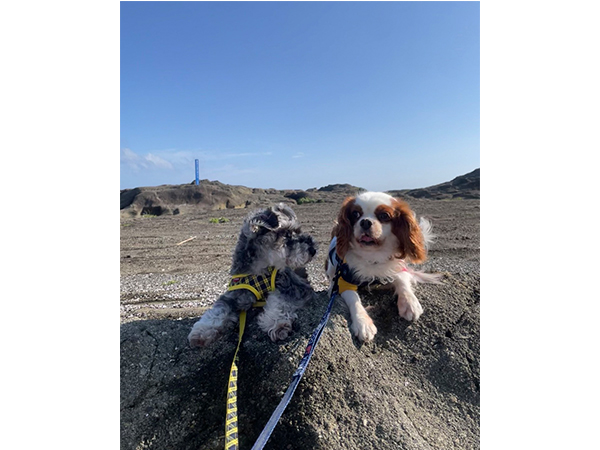 卒業犬のほたるちゃんとシェイクちゃん♪